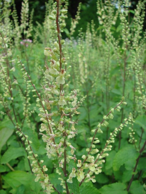 Teucrium scorodonia fleur